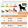 Buraq Reflective Dog Harness with Leash, No-Pull Adjustable Belt Vest for Small, Medium & Large Dogs, Escape-Proof, Padded Training & Walking Harness (XL - Orange)