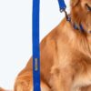 HUFT Basics Dog Leash - Cobalt Blue - S