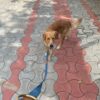 81onUrO0ZVL._SL1500_.jpg Vama Leathers Patent Applied Product Sustainable & Eco Friendly Material Dog Leash 100% Cotton Canvas with Sturdy Solid BrassHand Made for Small Dogs Length 5 Feet Width-3/4 Inches Color Brown