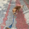 81t6X1kBpML._SL1500_.jpg Vama AIR Leash Sustainable & EcoFriendly 100% Natural Cotton Solid Brass Hook Super Durable Anti Slip Leash for Small Dogs 5 Feet Long X 0.75 Inch Wide Hand Made British Racing Green