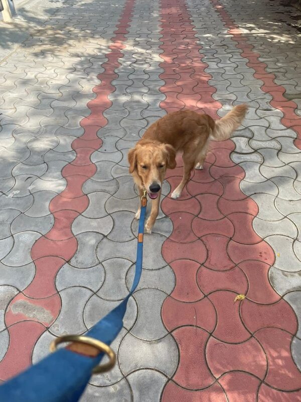 81t6X1kBpML._SL1500_.jpg Vama AIR Leash Sustainable & EcoFriendly 100% Natural Cotton Solid Brass Hook Super Durable Anti Slip Leash for Small Dogs 5 Feet Long X 0.75 Inch Wide Hand Made British Racing Green