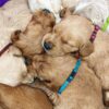 Sage Square No Pull Dog Harness and Leash Set, No Chock Puppy Step in Vest Harness Nylon Lightweight Neck&Chest Adjustable for Dogs Girls and Boy, Pet Harness for Small Medium Dogs (Rainbow Coloured)
