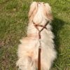 Lulala Puppy Vest Harness and Leash Set Comfort Fit, No Pull, No Choke, Vest Harness with Leash for Puppy and Small Pets (Brown-S)