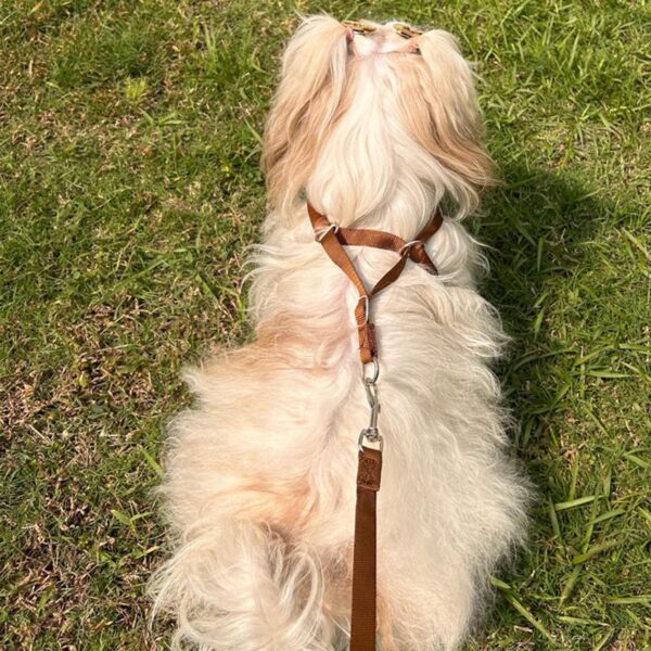 Lulala Puppy Vest Harness and Leash Set Comfort Fit, No Pull, No Choke, Vest Harness with Leash for Puppy and Small Pets (Brown-S)