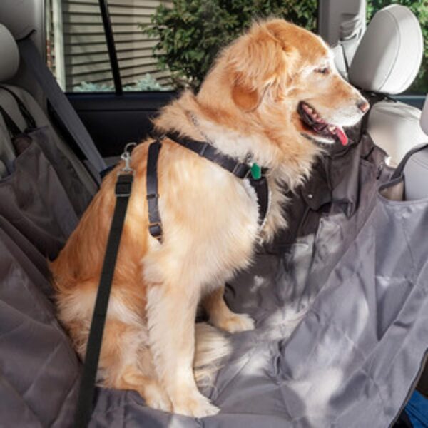 Foodie Puppies Dog Car Seat Belt for Small Medium Size Pets, Adjustable Safety Heavy Duty Elastic Lead Harness for Cars with Elastic Nylon (Tether Leash 70cm)