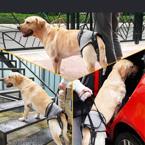 81zefLKto1L._SL1500_.jpg Dog Lifting Support Harness Auxiliary Belt Dog Sling for Back Legs Portable M|Pet Supplies | Dog