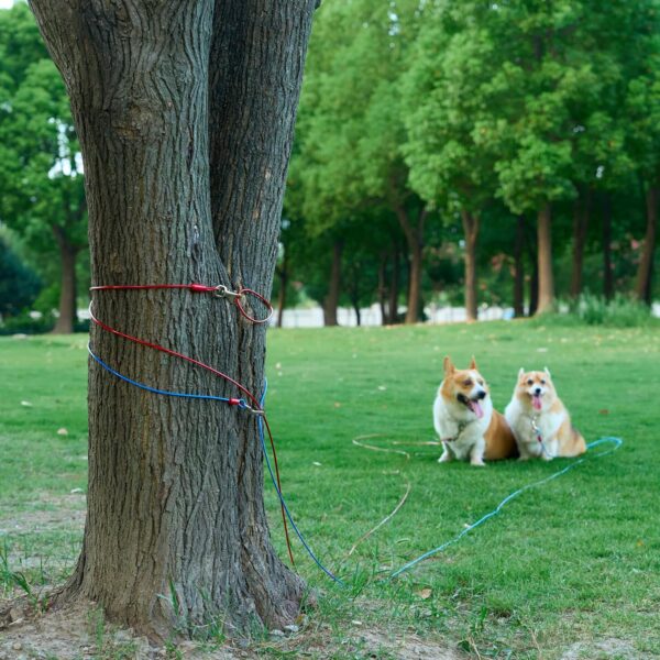 Amazon Basics Tie-Out Cable/ Leash for Dogs Up to 57 kg | 30 Feet | Red | Large Size | Durable Metal Clips for Quick and Easy Connections