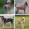 HANK Dog Harness | 3M Reflective | Strong Metal Hook | Dog Chest Belt for Large Dogs | No Pull Harness for Walking, Training (Red - Grey - L (23-35Kg)