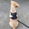 91mHptbVb9L._SL1500_.jpg Comfort Adjustable Dog Harness with Free Carry Bag, Padded Leash & Poop Bag Holder, Size L, Classic Black, Soft Padded Chest & Back, No-Pull Design, Safety Buckles, Reflective Trim