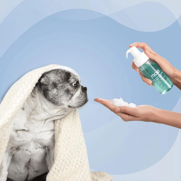 61qJE4WdxDL._SL1215_.jpg Moe Puppy Waterless Dry Shampoo for Dogs & Cats | Cleansing & Conditioning, Detangling & Moisturizing | Quick Odor Removal | Safe for Puppies & Kittens (150 ml)