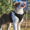 Premium Reflective Dog Vest Harness| Soft Breathable| Padded Handle| Adjustable Straps & Dual Lock Buckle| No-Choke Design with Free Leash-12mm Chest (22-30 inch) All Medium Breeds 12-27 Kg