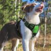 Doggo Bite Premium Reflective Dog Vest Harness| Soft Breathable| Padded Handle| Adjustable Straps & Dual Lock Buckle| No-Choke Design with Free Leash-22mm Chest (28-37inch) All Giant Breeds 35-60Kg