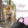 71giLdo0P4L._SL1500_.jpg Doggo Bite Premium Reflective Dog Vest Harness| Soft Breathable| Padded Handle| Adjustable Straps & Luxury Buckle | Soft Padded Mesh | No Pull | No-Choke | Chest (22-28nch) All Small Breeds 4-13Kg