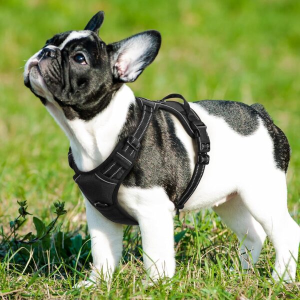 81S8lrXKcvL._SL1500_.jpg Doggo Bite Premium Reflective Dog Vest Harness| Soft Breathable| Padded Handle| Adjustable Straps & Luxury Buckle| No-Choke with Free Designer Leash-19mm| Chest (22-28inch) All Small Breeds 4-13Kg