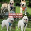 Wooflix Dog Harness for Medium Dogs – Strong & Durable Dog Harness with Secure Fit, Quick-Release Buckle & Reflective Strap Thread – Suitable for Medium Size Dogs up to 30 Kgs